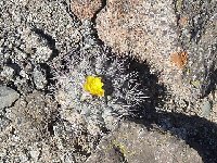 Copiapoa leonensis Quebrada del Leon Vicente Bueno.jpg